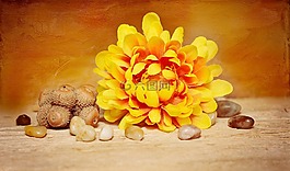 花,開花,黃色