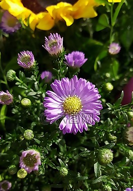 紫色,花,自然