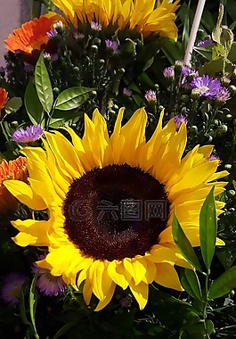 太阳花,花,太阳