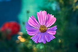 鮮花,黃昏,自然