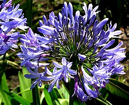 藍色,花,開花