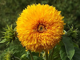 開花,全,太陽花