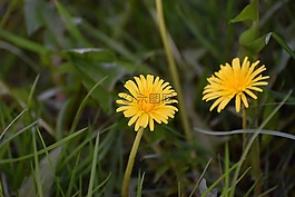 开花,黄色花,厂