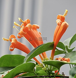 大自然,植物,花