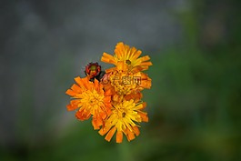 hawkweed,橙色,狐貍和幼崽