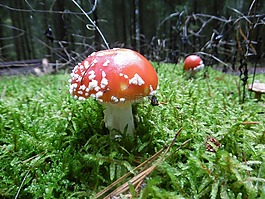 森林,蘑菇,秋季