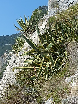 龍舌蘭,巖質(zhì)海岸,地中海