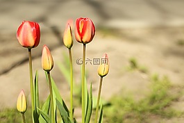 花,菲律賓,顏色