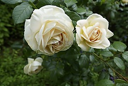 玫瑰,花園,玫瑰綻放