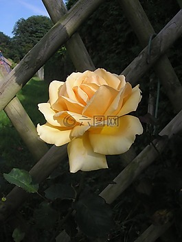 鮮花,玫瑰,花園