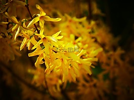 鮮花,黃色,黃色花