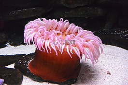 銀蓮花,水族館,動物