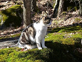 寵物,貓,貓科動物