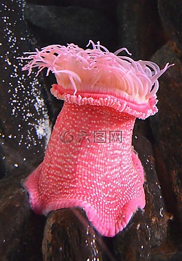 銀蓮花,水族館,動物