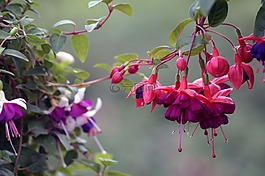 植物,鮮花,耳環(huán)