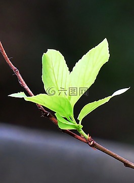 葉子,大自然,植物