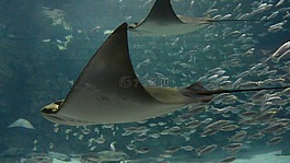 毯子,動物,海洋