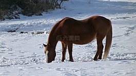 動物,馬,冬天