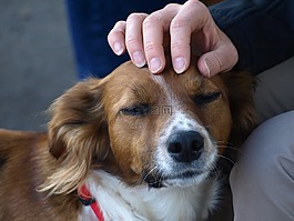 狗,抚摸,爱