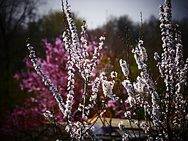 鮮花,廠,紫