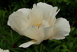 牡丹krinkled白,白,花
