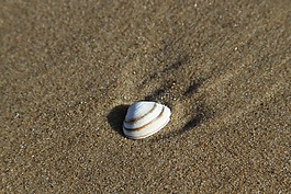 外殼,沙,海灘