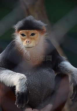 動(dòng)物,猴子,自然