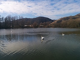 天鵝,鳥,湖