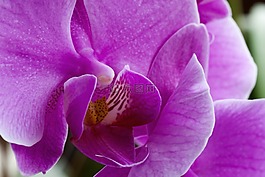 蘭花,自然,花