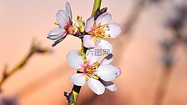 春天,杏仁花,宏