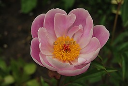 克里米亞牡丹,花園,鮮花