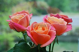 玫瑰,花束,鮮花
