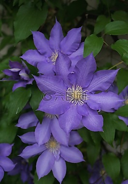 鐵線蓮,紫色,花