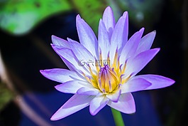 蓮花,水百合,芽