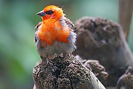 webervogel,马达加斯加,男性