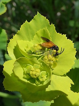 昆蟲,假蜂,libar