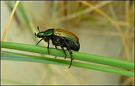 甲蟲,昆蟲,爬
