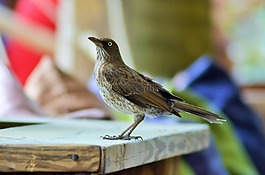 鳥,動(dòng)物區(qū)系,性質(zhì)