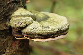 樹菌,蘑菇,森林