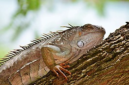 guane,爬行動物,蜥蜴