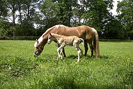 haflinger,驹,母马