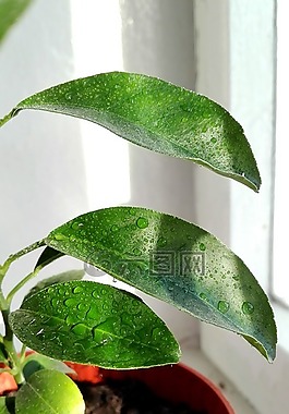 葉子,滴,植物