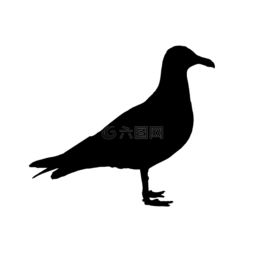 海鷗,鳥(niǎo),側(cè)影