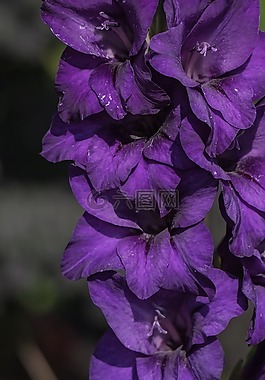 嬌琴紗,花,廠