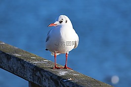 海鷗,水禽,鳥