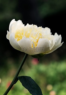 牡丹,花,夏天