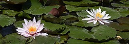 睡蓮,水生植物,開花