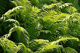 ferns,綠色的東西,陽(yáng)光
