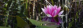 睡蓮,水生植物,開花