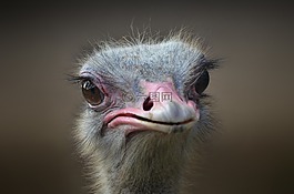 鴕鳥(niǎo),鳥(niǎo),肖像